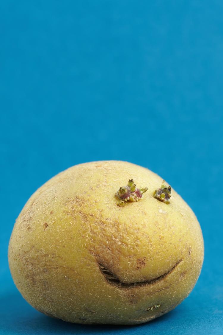 Kartoffelförmig!